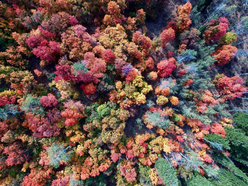 Fall colors aerial view